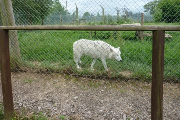 2014-06-16 Wolf 15