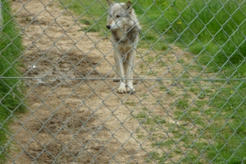2014-06-16 Wolf 16