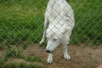 2014-06-16 Wolf 17