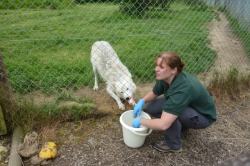 2014-06-16 Wolf 18