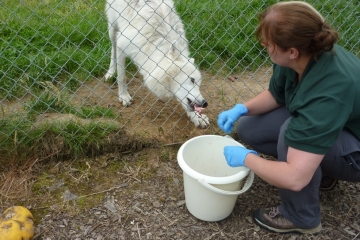 2014-06-16 Wolf 19