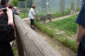 2014-06-16 Wolf 20