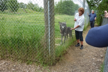 2014-06-16 Wolf 22