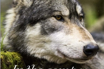 2014-12-19 Wolves 01