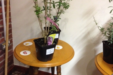 2016-03-07 Butterflies 01