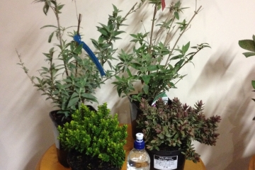 2016-03-07 Butterflies 02