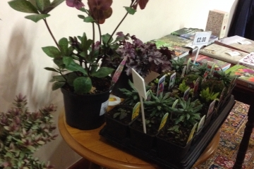 2016-03-07 Butterflies 03