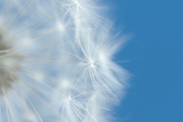 2018-01-08 CE 01 - Dandy