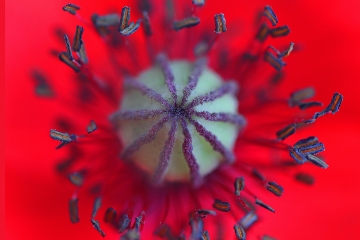 2018-01-08 CE 10 - Red Delight