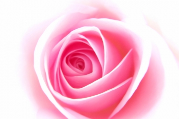 2018-01-08 CE 11 - Rose