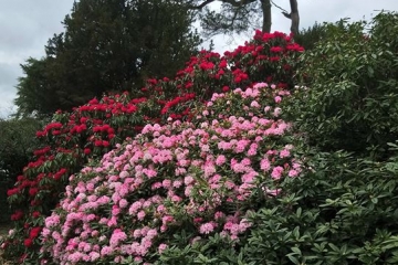 2018-04-23 Minterne 13