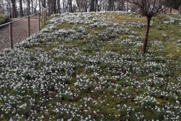 2019-02-19 Snowdrop 2