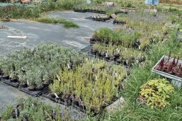 2022-07-13-Lavender-Farm-15