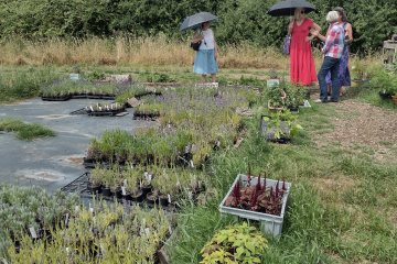 2022-07-13-Lavender-Farm-16