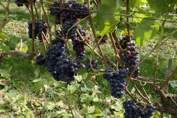2022-09-22-Langham-Wine-01