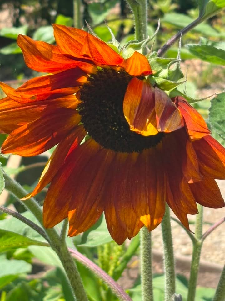 2026-07-22-carey-secret-garden-06
