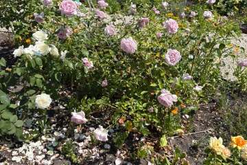 2026-07-22-carey-secret-garden-03
