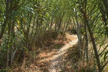 2026-07-22-carey-secret-garden-04