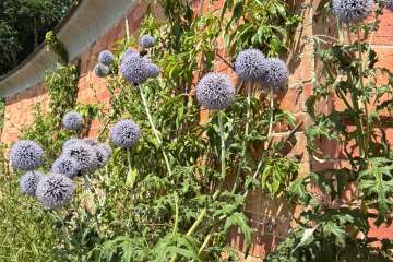 2026-07-22-carey-secret-garden-05