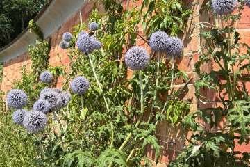 2026-07-22-carey-secret-garden-05