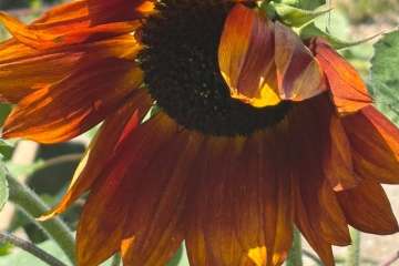 2026-07-22-carey-secret-garden-06