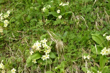 2017-04-21 Chapel Walk 02