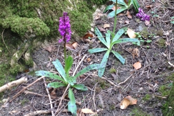 2017-04-21 Chapel Walk 07