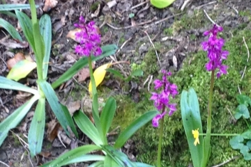 2017-04-21 Chapel Walk 08