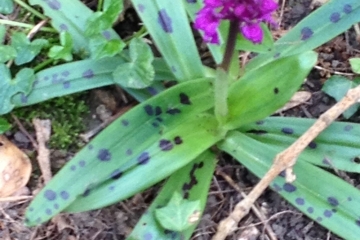 2017-04-21 Chapel Walk 09