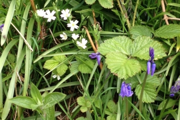 2017-04-21 Chapel Walk 10