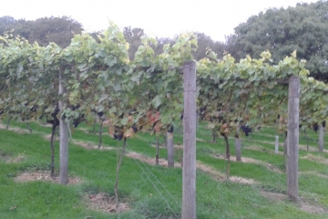 2017-09-18 Portesham Wine 03