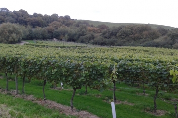 2017-09-18 Portesham Wine 06