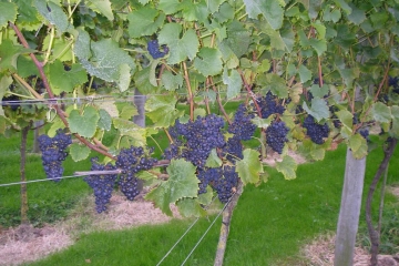 2017-09-18 Portesham Wine 09